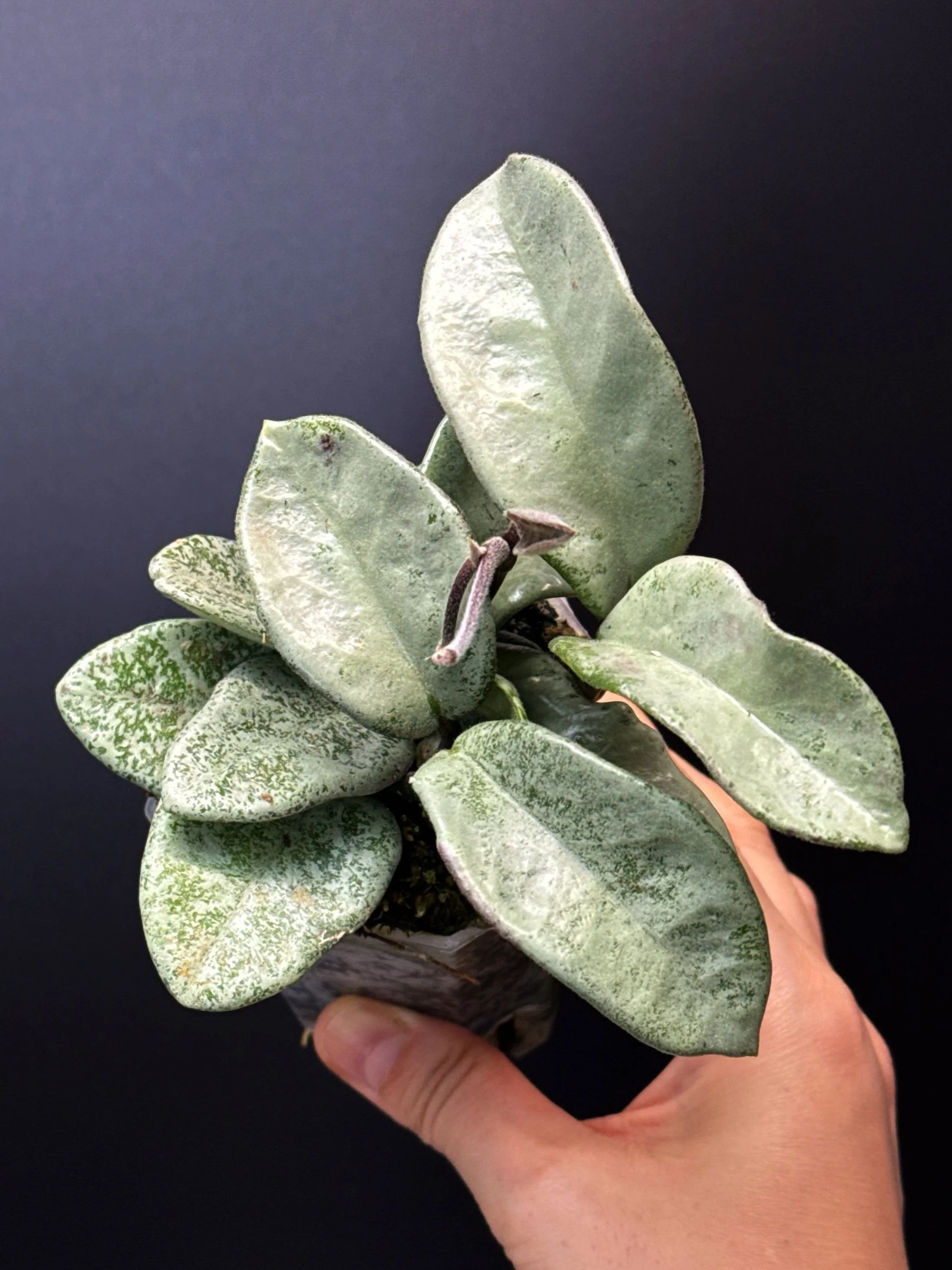 HOYA CARNOSA NOVA GHOST — MELTY.AU | SHOP MELTY PLANTS AUSTRALIA